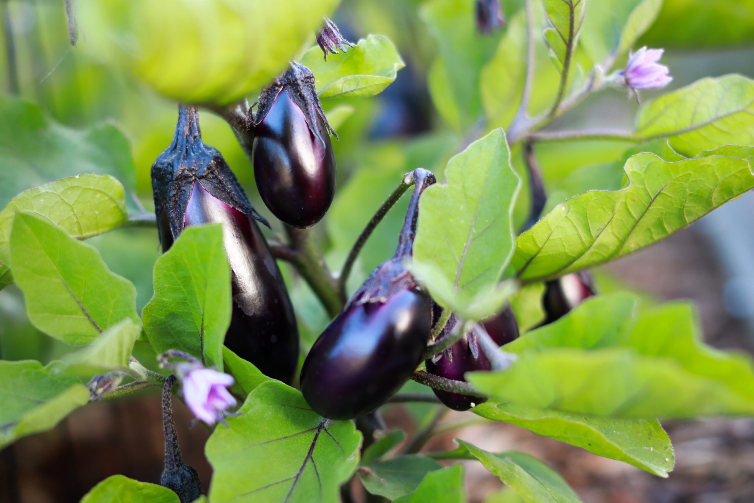 Aubergine