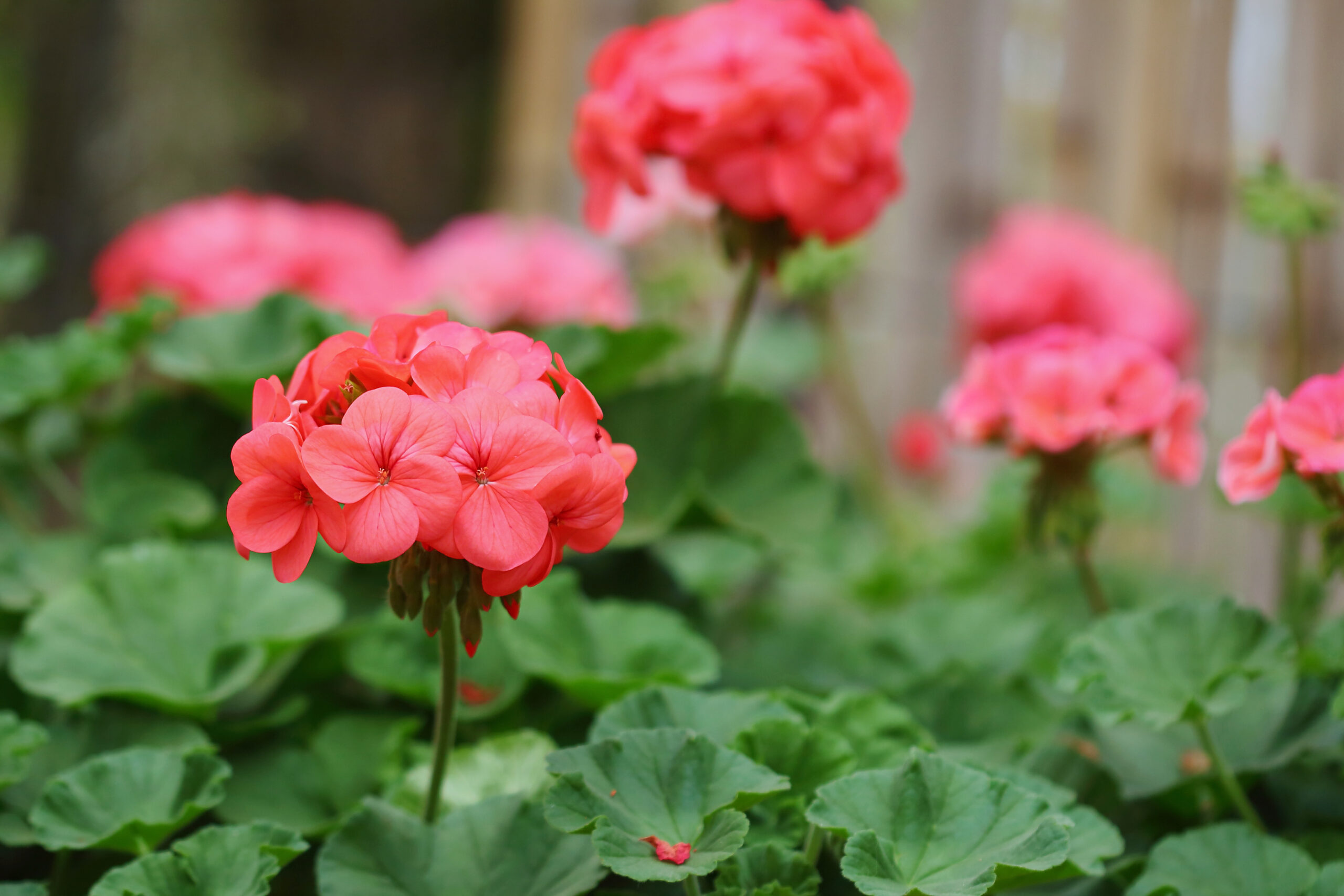 Pelargonie